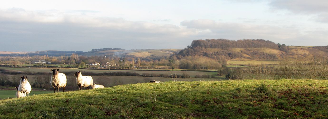 north chiltern sheep